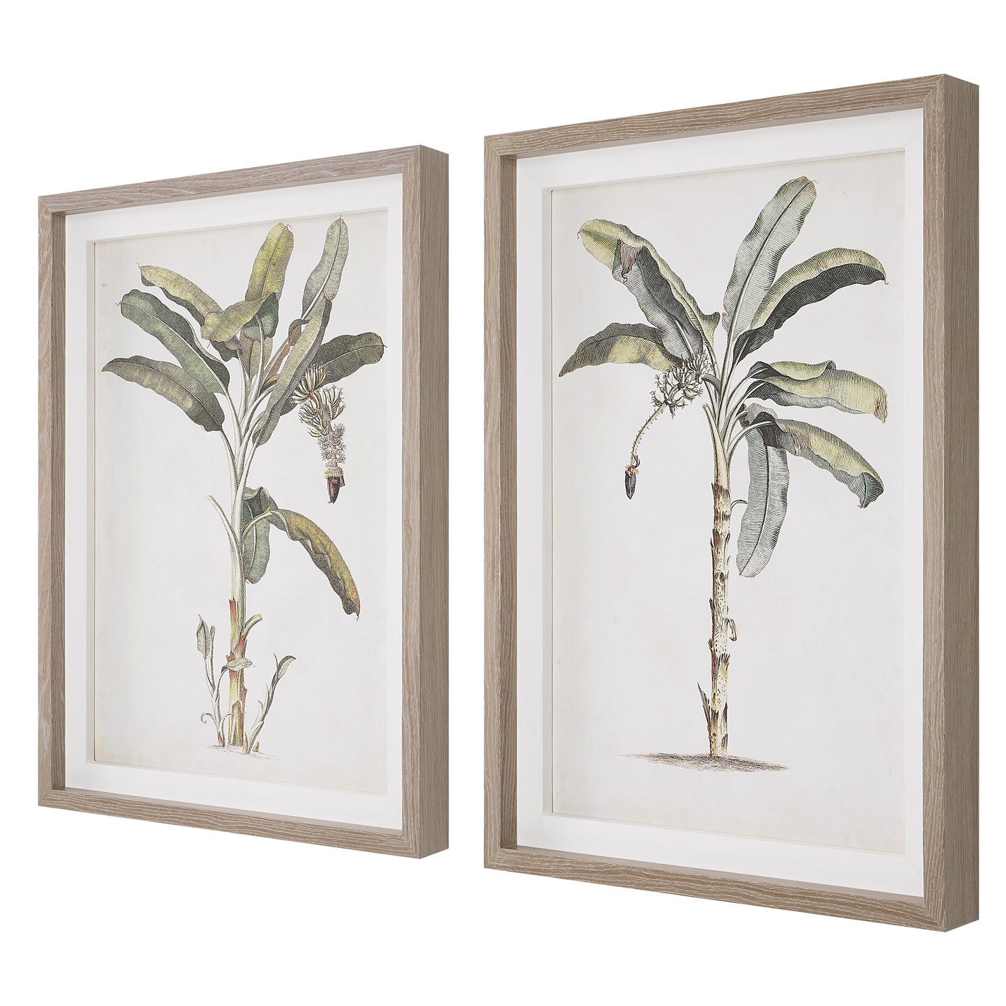 Banana Palm Framed Prints,Set of 2