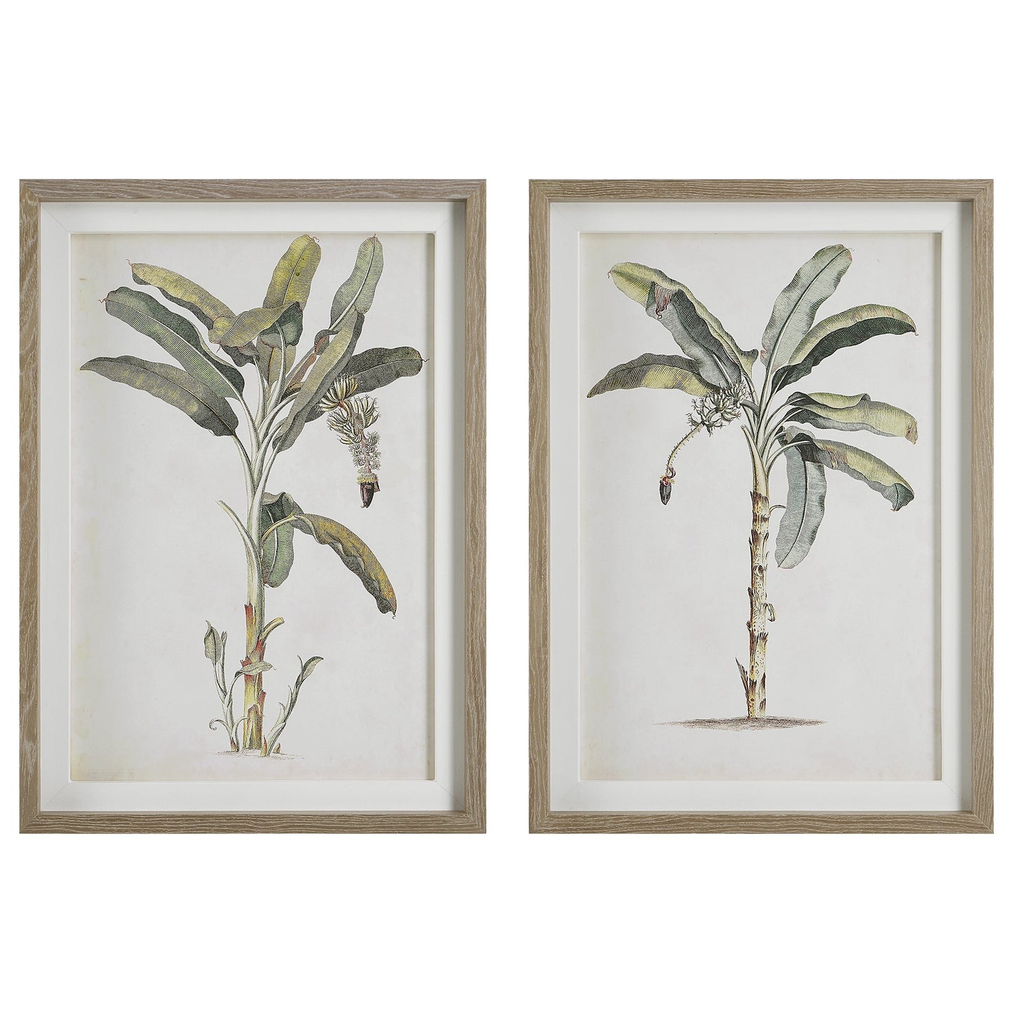 Banana Palm Framed Prints,Set of 2